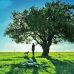 Arboles que al abrazarlos sanan diversas partes del cuerpo