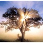 EL ARBOL FEO