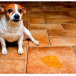 COMO HACER REPELENTES PARA PERROS