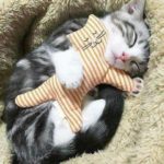 LA MISIÓN DE LOS GATOS