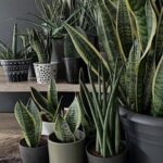 Planta lengua de suegra