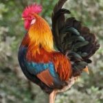 SIETE COSAS QUE APRENDER DEL GALLO