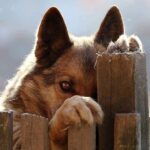 Si un perro fuera tu maestro