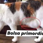 Bolsa primordial en los gatos