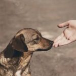 Un perro es amor
