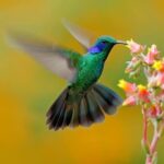 9 MENSAJES ESPIRITUALES QUE LOS COLIBRÍES ESTÁN TRATANDO DE DARTE