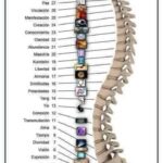 LOS 32 CHAKRAS DE LA COLUMNA VERTEBRAL