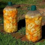 USO DE LAS CÁSCARAS DE CITRICOS