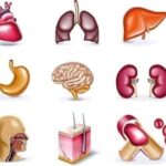 LOS ÓRGANOS DEL CUERPO Y SU RELACIÓN CON LAS EMOCIONES