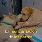 Los perros son animales en evolución