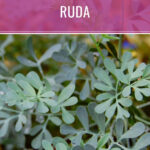 AGUA DE RUDA PARA LIMPIAR TU CASA O NEGOCIO
