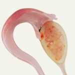 OVULAR ES UN RECORDATORIO DE NUESTRA VOLUNTAD ⠀