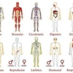 Los Orgános del Cuerpo y su Relación con Las Emociones