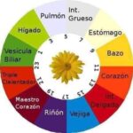 Horarios y órganos