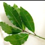 Laurel y sus beneficios