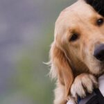 TUS EMOCIONES SE REFLEJAN EN TU MASCOTA