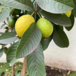 Té de hojas de guayaba