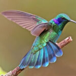 UN COLIBRÍ, ME DIJO QUE TE DIJERA
